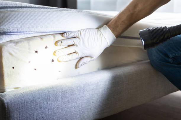 Best Emergency Pest Control  in Whitehouse, OH